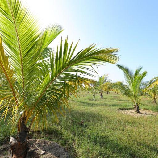 Kayjay Palms Hotel Passikudah Bagian luar foto